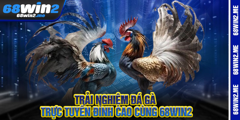 Trải Nghiệm Đá Gà Trực Tuyến Đỉnh Cao Cùng 68Win2